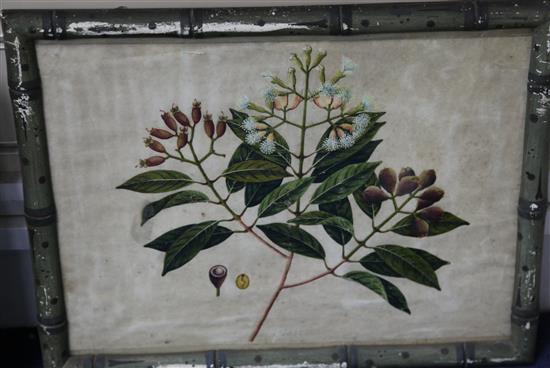 Captain E.A. McCurdy (19th C.) Botanical studies of Indian fruits 11.5 x 15in., housed in hand painted simulated bamboo frames